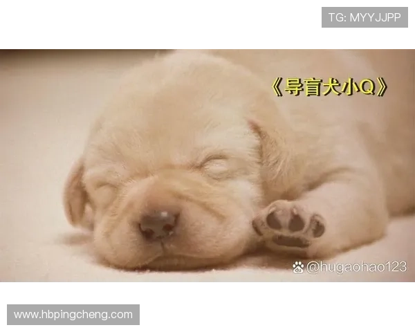 《导盲犬小Q》:一部关于忠诚、爱与生命意义的催泪巨制 《导盲犬小Q》:一部关于忠诚、爱与生命意义的催泪巨制